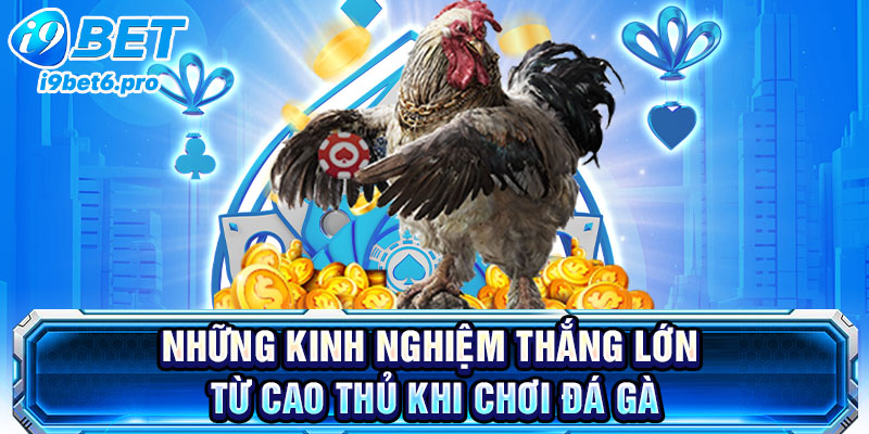 Những kinh nghiệm thắng lớn từ cao thủ khi chơi đá gà